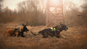 German Shepherd K9 dogs running energetically in a grassy outdoor.